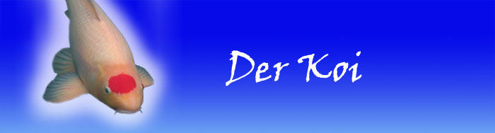 der koi