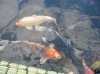 Und nun schwimmen die ersten Fische
