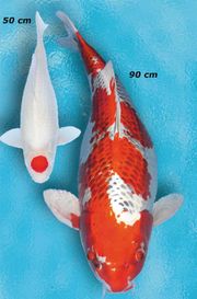 Koi-Wachstum