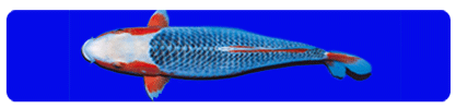 An Image Slideshow