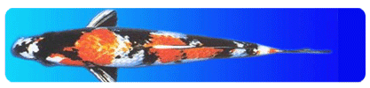 An Image Slideshow