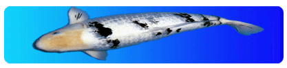 An Image Slideshow